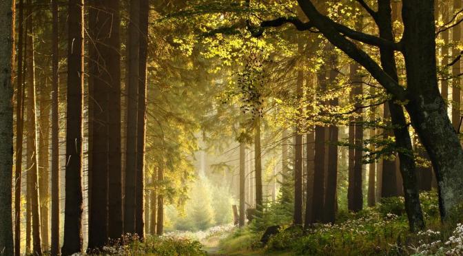 Dirigir el pensamiento hacia la verdad